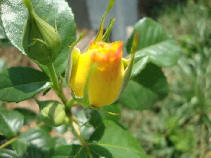 DSC05011