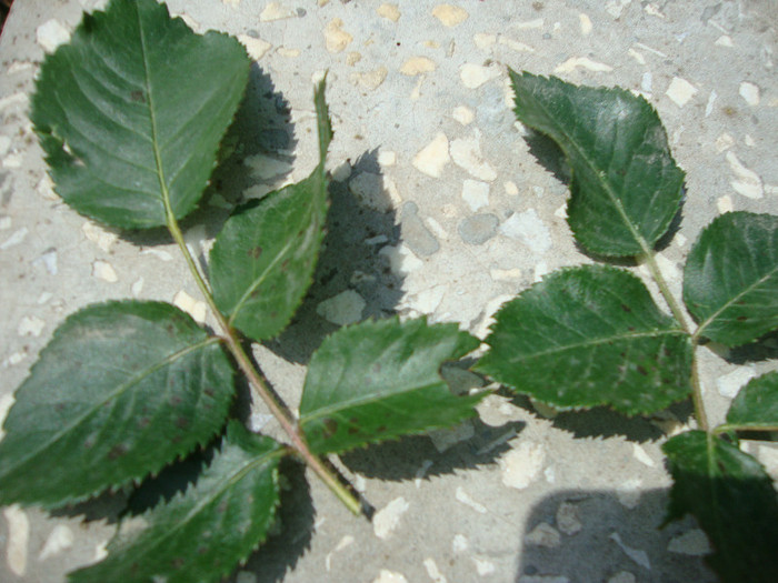 DSC05012