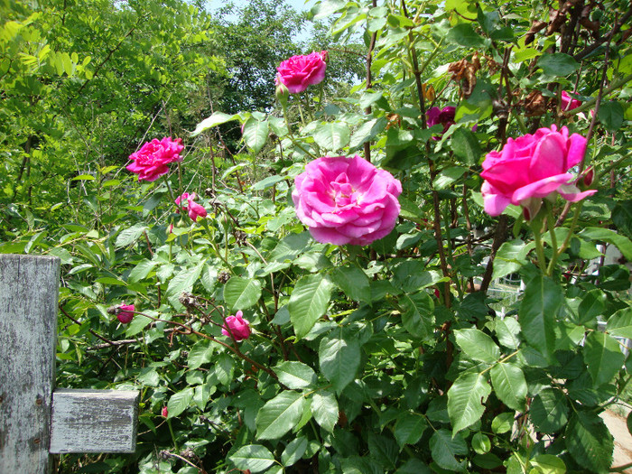 DSC05015