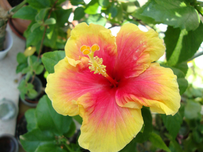 DSC05043 - 00 hibiscus