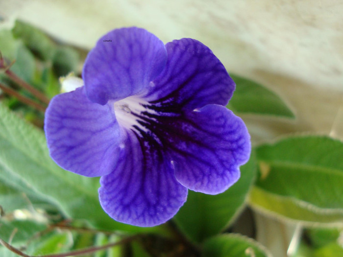 DSC05040 - 00 streptocarpus