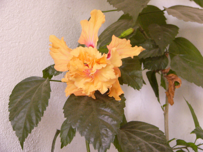 El Capitolio Sport 2012 - Hibiscus