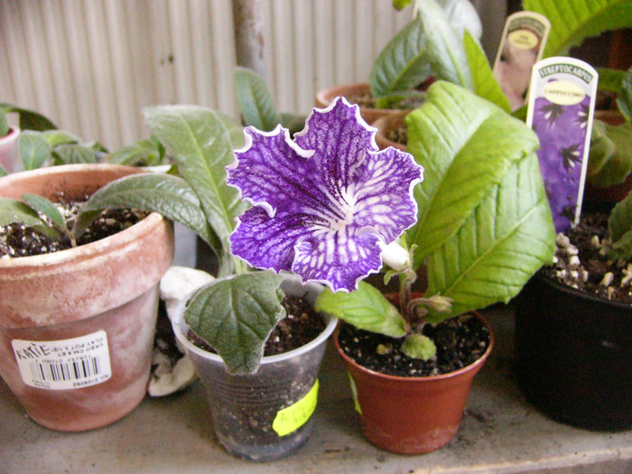 Summer parfait - Streptocarpus