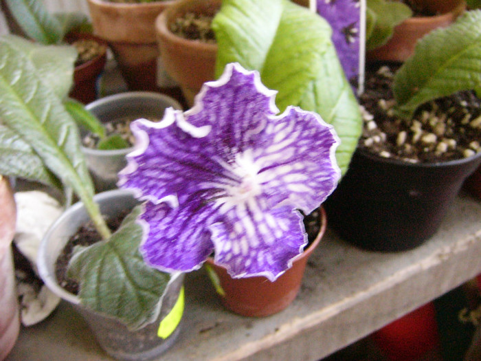 Summer parfait - Streptocarpus