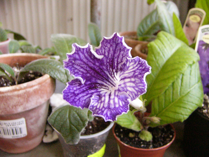 Summer parfait - Streptocarpus