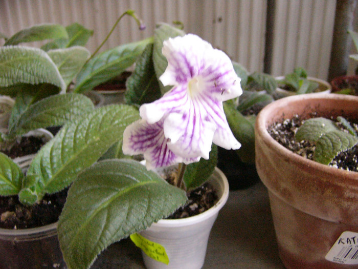 Bristol`s agitated eel - Streptocarpus