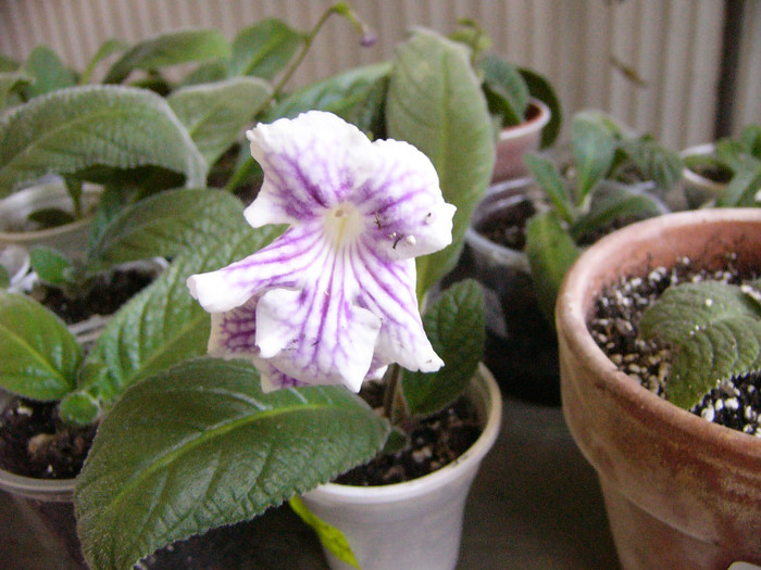 Bristol`s agitated eel - Streptocarpus