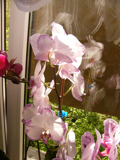 Phalenopsis - orchidee