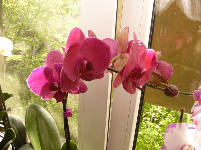 Phalenopsis - orchidee