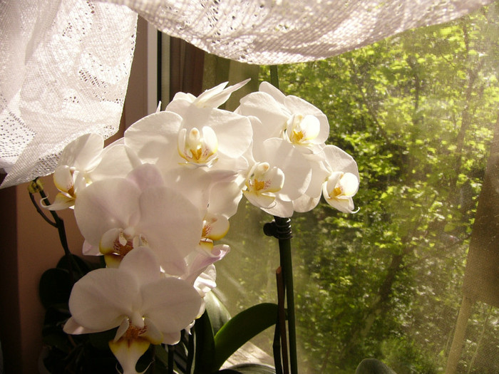 Phalenopsis - orchidee