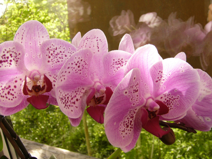 Phalenopsis