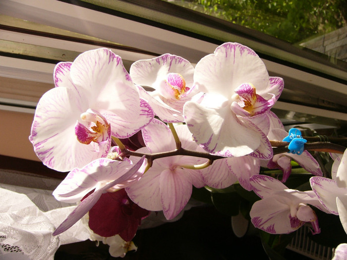 Phalenopsis