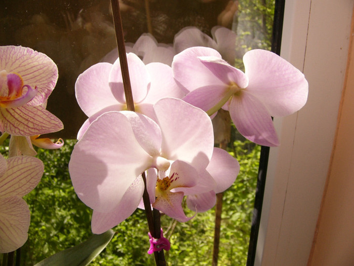 Phalenopsis - orchidee