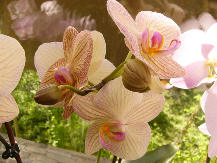 Phalenopsis - orchidee