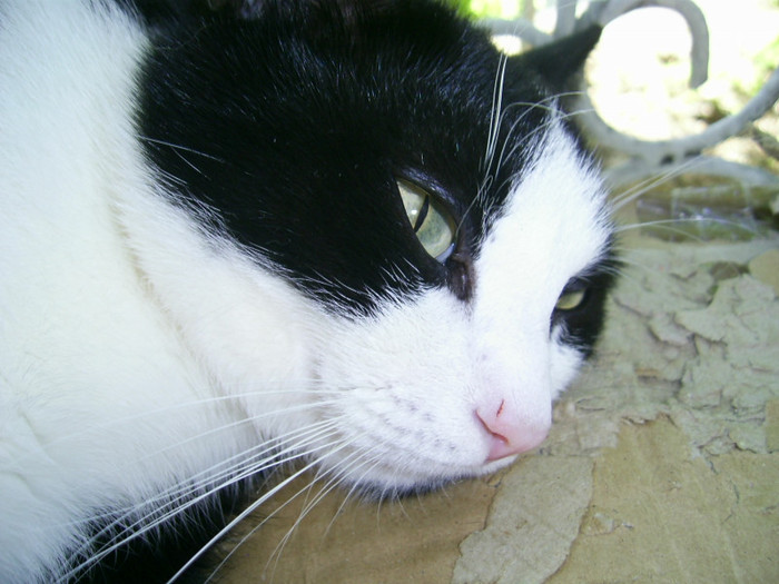 PIC_0021 - Baietii mei