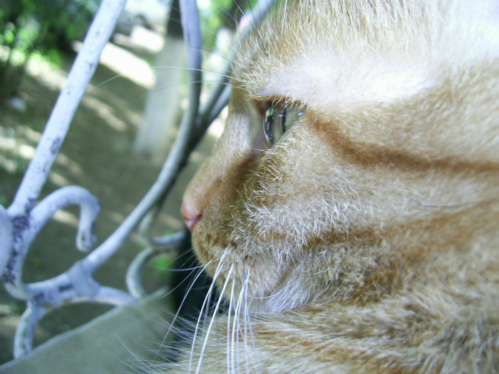 PIC_0024 - Baietii mei