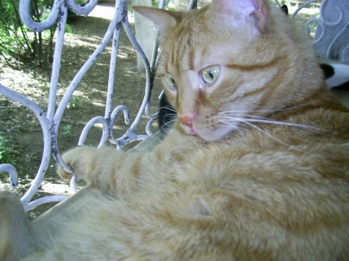 PIC_0026 - Baietii mei