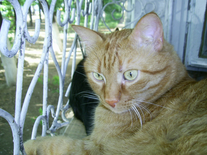 PIC_0028 - Baietii mei