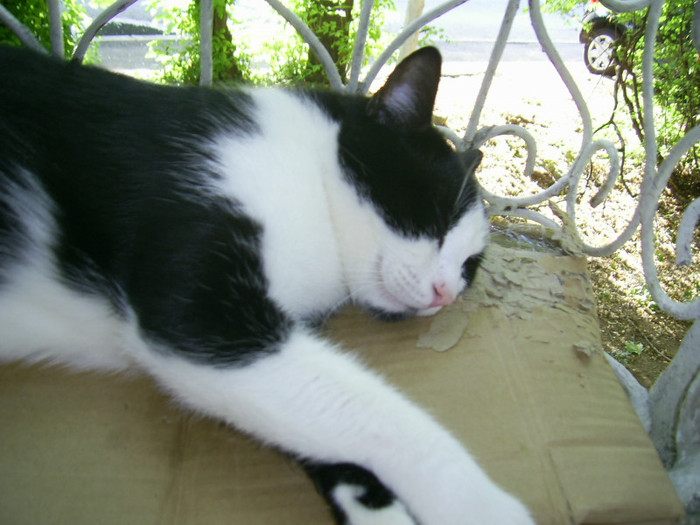 PIC_0029 - Baietii mei