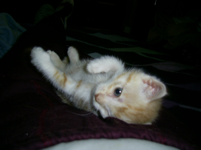 PIC_0039 - Baietii mei