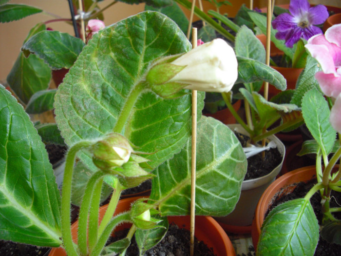 CIMG0028 - gloxinia 2012