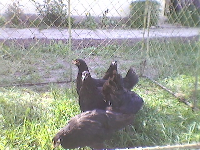 SP_A0074 - Puii 2012 AUSTRALORP