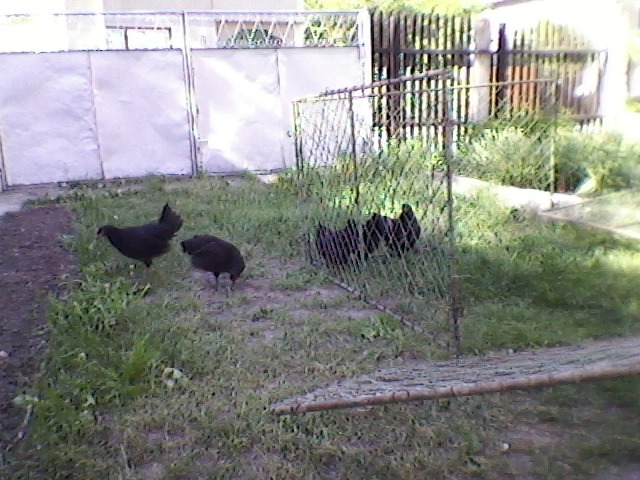 SP_A0076 - Puii 2012 AUSTRALORP