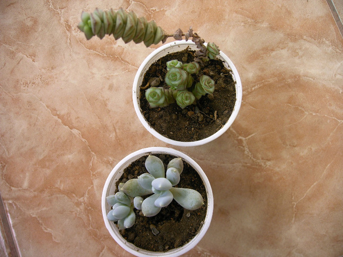 IMAG0014 - Cactusi -suculente