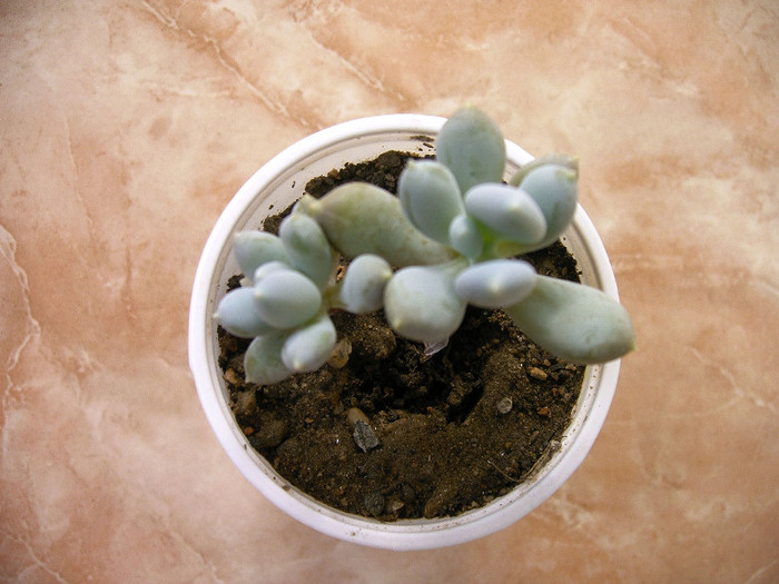 IMAG0012 - Cactusi -suculente