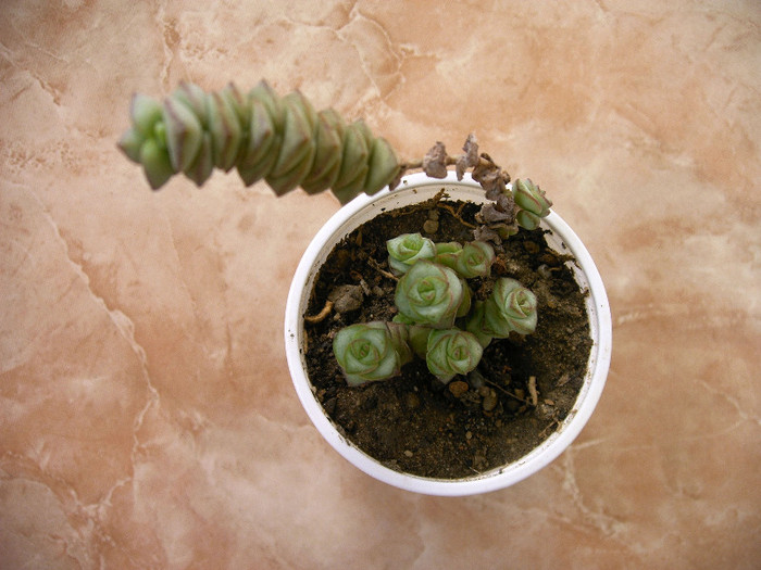Crassula - Cactusi -suculente