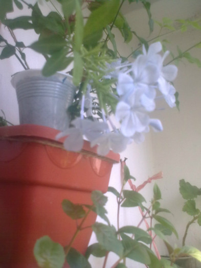 plumbago - A-Flori 2012