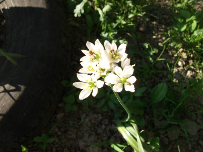 Allium 1 - Flori primavara 2012