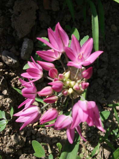 Allium 2 - Flori primavara 2012