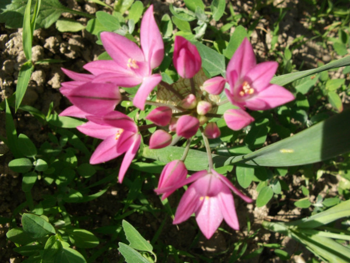 Allium 3 - Flori primavara 2012