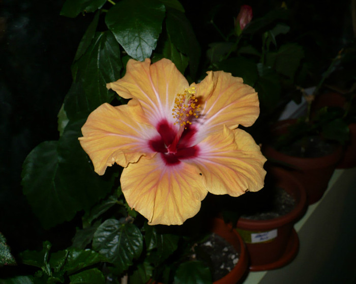 P1390132