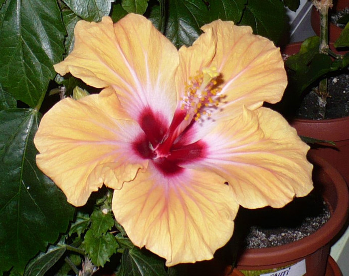P1390129 crop