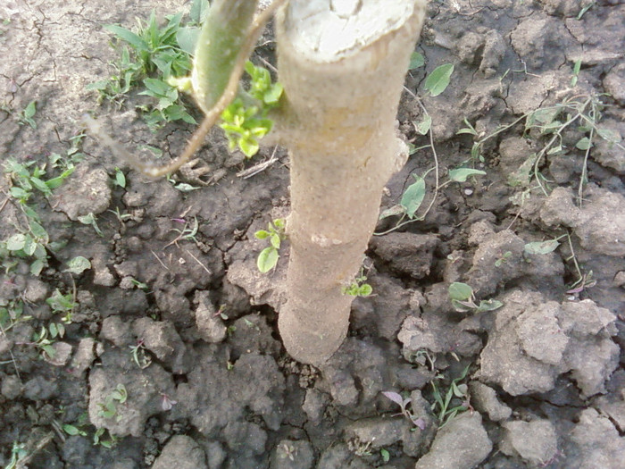 brugmansia maria.2 - arbori ornamentali 2012