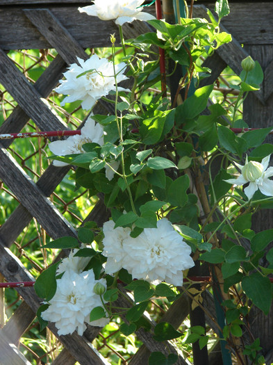 DSC09398 - Clematis