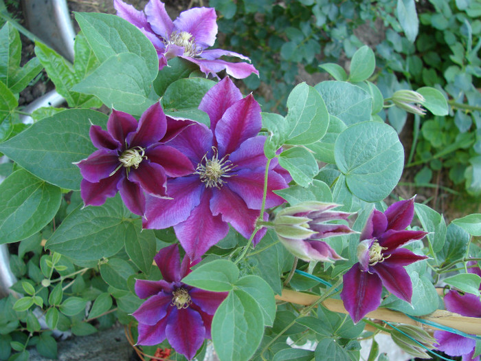 DSC09392 - Clematis