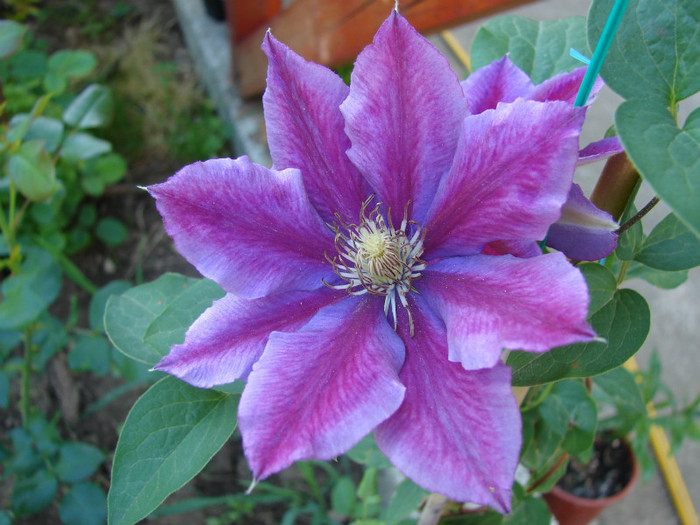 DSC09394 - Clematis