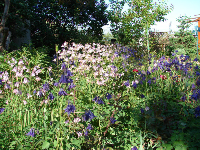 DSC09432 - Aquilegia