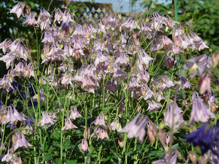 DSC09439 - Aquilegia