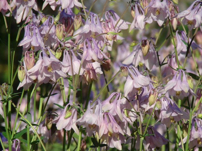 DSC09440 - Aquilegia