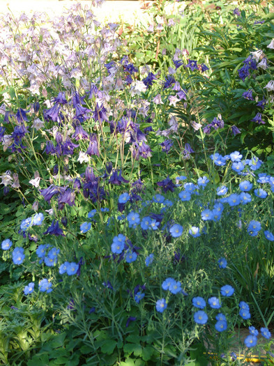 DSC09404 - Aquilegia