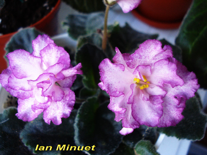 Ian Minuet (13-05-2012)