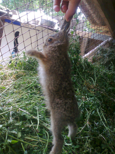 Fotografie1033; eu sunt un iepuras de camp
