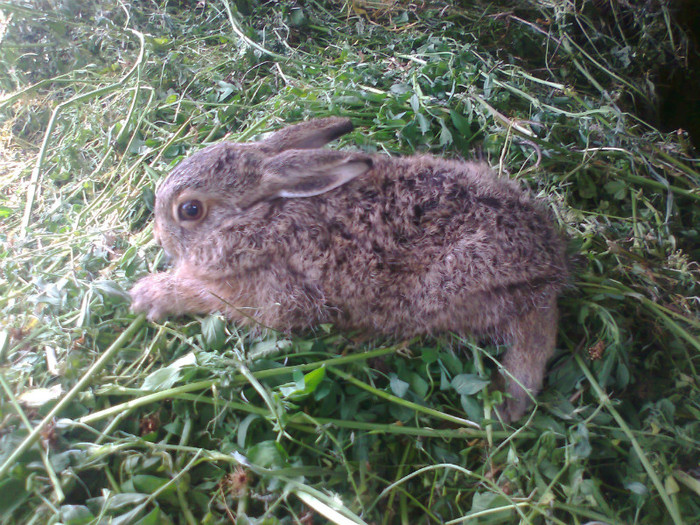 Fotografie1034; numi place sa fiu in captivitate
