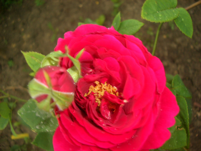 L.D.Braithwaite • AUScrim • Braithwaite • Leonard Dudley Braithwaite - Shrub.  English Rose Collecti - trandafiri 2012