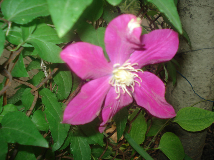 13iunie2012 001 - clematite