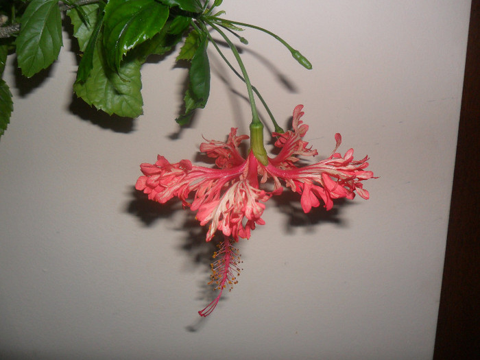 Hibiscus Schizopetalus